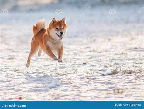 Shiba Inu Dog On Snow Stock Photo Image Of Focus Ridgeback 38127792