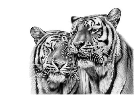 Richard Symonds Wildlife Artist Official Website Pencil Drawings Of