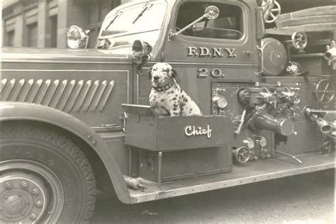 History Of Dalmatians As Fire Dogs How The Breed Became Fire Icons