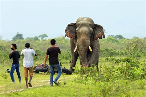 Electric Fence On The Indo Nepal Border Puts Migrating Elephants And