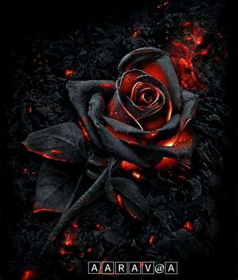 Black Roses Wallpaper Gothic Wallpaper Beautiful Dark Art
