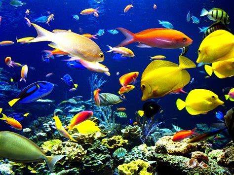 Swimming in the sea can be a good exercise option for those with severe eczema as they often struggle to exercise in the heat and chlorinated pools. Tropical-Fish underwater world sea-okean-HD Wallpaper-for ...