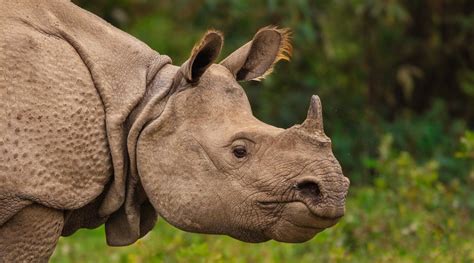 10 Things You Need To Know About Indian Rhinos Nature Infocus