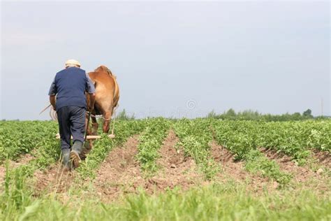 Belarus Farmer Stock Photo Image Of Grow Growing Ploughman 3559254