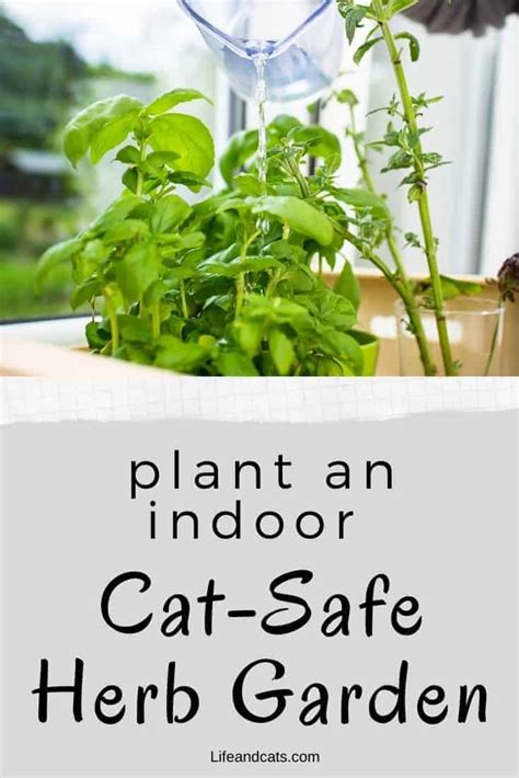 How To Grow A Cat Friendly Herb Garden Cat Safe Plants Herb Garden