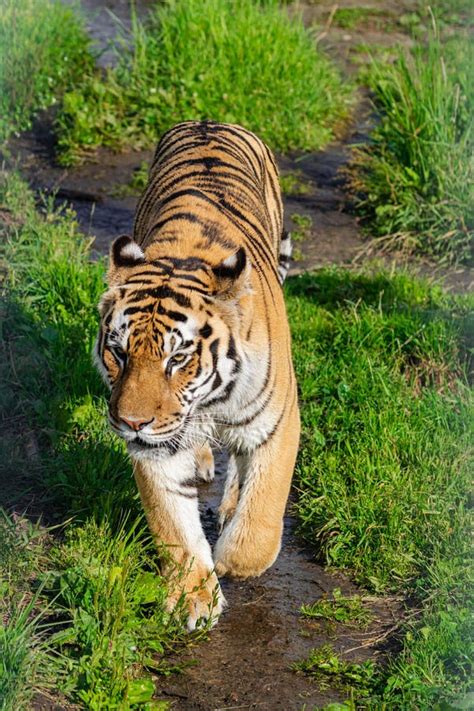 Siberian Tiger Panthera Tigris Altaica Walking Stock Photo Image Of