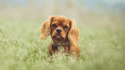 15 Toy Dog Breeds That Will Make You Want A Little Dog