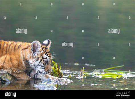 Side View Of Bengal Tiger Cub Looking Into The Lake Horizontally Stock