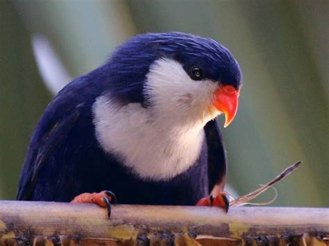 Nauru Lorikeet Parrot Ultramarine Animals