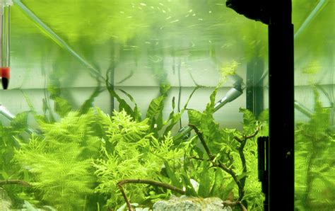 How To Win The Algae Battle In Your Aquarium Practical Fishkeeping