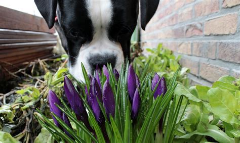 These plants can poison your dog, make sure you know how to identify them. 10 Plants That are Poisonous to Pets