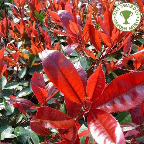 Photinia Fraseri Red Robin Hedge Plants For Sale Evergreen Hedging