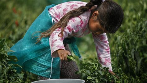 In Mexicos Fields Children Toil To Harvest Crops That Make It To