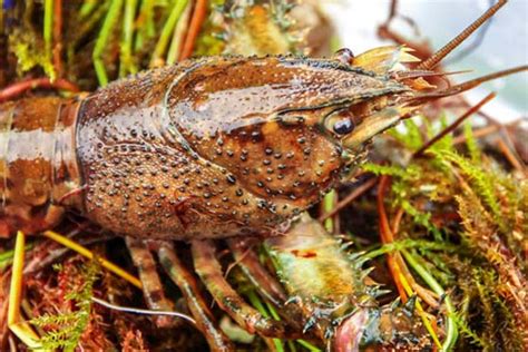 This should also be one of the first things you should learn when you start your foraging for food career. Foraging for food along the coast - The Fishing Website