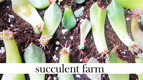 Keeping the leaves on top of damp soil can help encourage roots to form. How To Propagate Succulents Like A BOSS! | Propagating ...