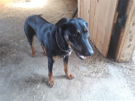 Toypudel welpe rüde in red apricot. Dringend: 1-jähriger Beauceron-Rüde sucht ein Zuhause ...