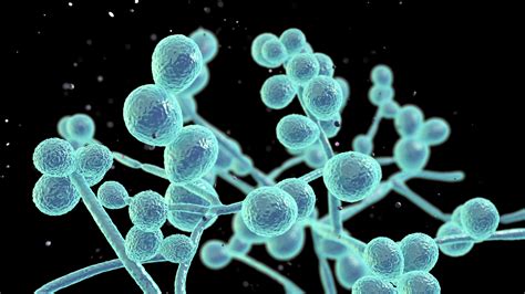 Fungus Candida Auris Infections Spreading Across Us Cdc Warns