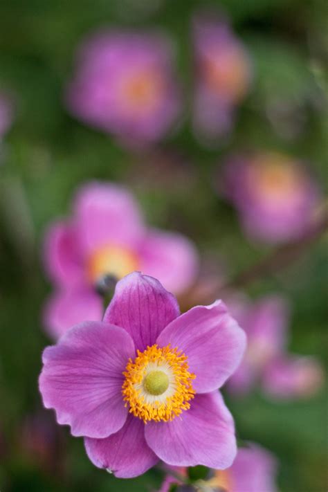 Sending flowers to japan online with flowersnext.com, cheap order any occasion flowers bouquet delivered to door step by local florist in japan. Garden flowers : Dainty Japanese Anemones... | Lisa Cox ...