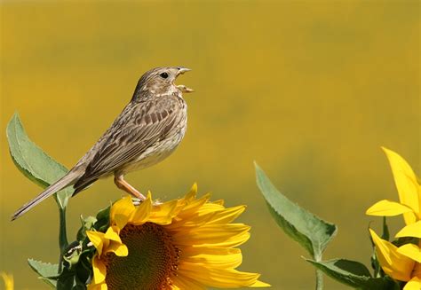 Cantando Al Sol Imagen And Foto Animales Aves Naturaleza Fotos De