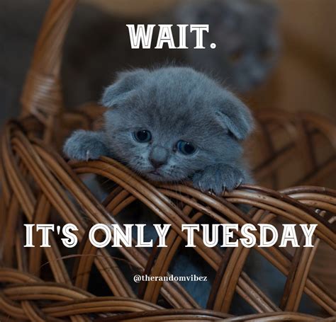 Go through some funny memes, graphics, and sayings about tuesday to share on with your colleagues on facebook, pinterest. 100 Funny Tuesday Memes, Pictures & Images for Motivation ...