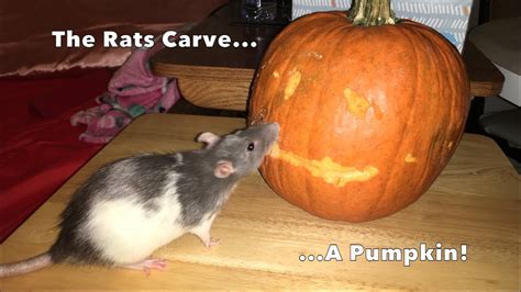 Happy Halloween The Rats Carve A Pumpkin Youtube