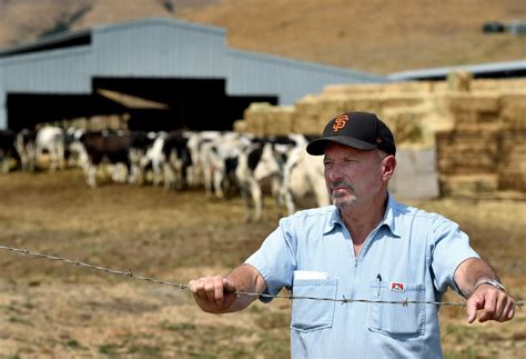 Marin Organic Dairies Squeezed By Tightening Prices Marin Independent