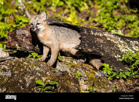 Grey Fox Urocyon Cineroargenteus Fox Canid Usa Stock Photo Alamy