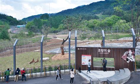 We did not find results for: 백두산호랑이 봉화에 떴다 - 주간조선