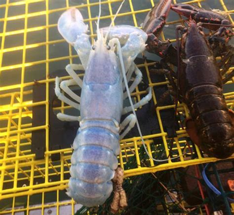 Rare Translucent Lobster Caught Off Maine Coast Toronto Sun