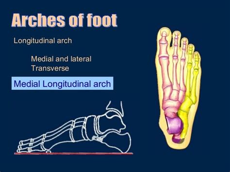 Arches Of Foot