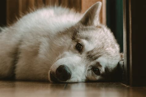 ¿Y si mi perro no duerme por las noches? - My Animals