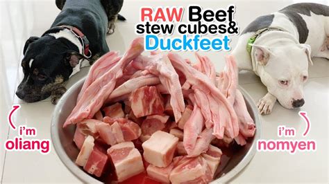 Pit Bulls Eat Raw Beef Stew Cubes And Duckfeet Asmr Mukbang Barf