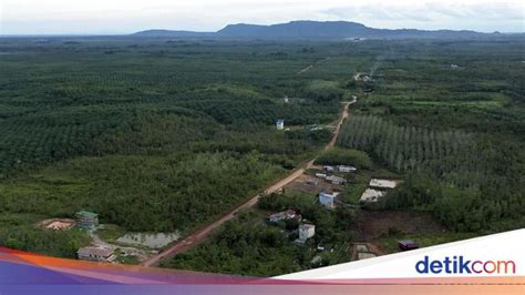 10 Daftar Daerah Penghasil Hutan Terbesar Di Indonesia