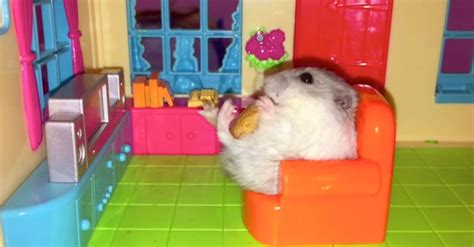 Tiny Hamsters In A Tiny Apartment Make Me So Happy Hamster Cute