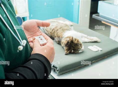 Veterinary Blood Test Cat In Vetrinary Stock Photo Alamy