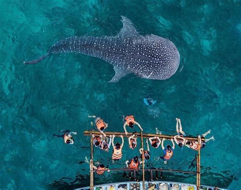 2019 Travel Guide Whale Shark Watching In Oslob Sugboph Cebu