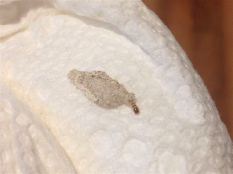 Download insect crawl stock photos. Good people of WTB...Um, what's this bug? Worm like in a ...