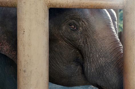 In Land That Values Ivory Wild Elephants Find A Safe Haven The New