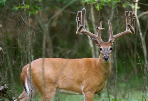 Perfect Deer Still In Velvet Whitetail Deer Hunting Big Deer Deer