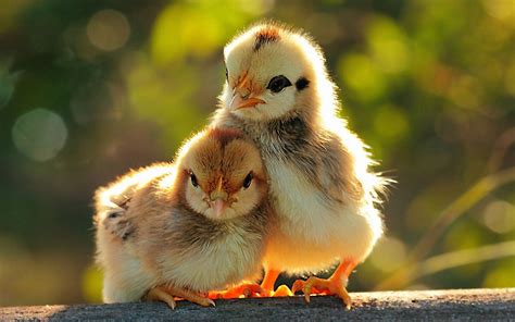 Maybe you would like to learn more about one of these? Cute wallpapers HD for desktop backgrounds