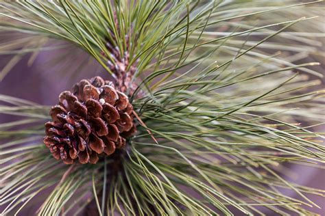 Ponderosa Pine Cone Photograph By Ben Adkison Fine Art America