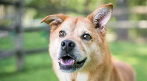 The hybrid brings out a lot of characteristics of both breeds, and if you are up for a challenge, but a great companion, then you might want to consider this. Shiba Inu Siberian Husky Mix: The Adorable Husky Inu