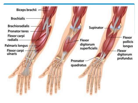 Anatomy Of Forearm