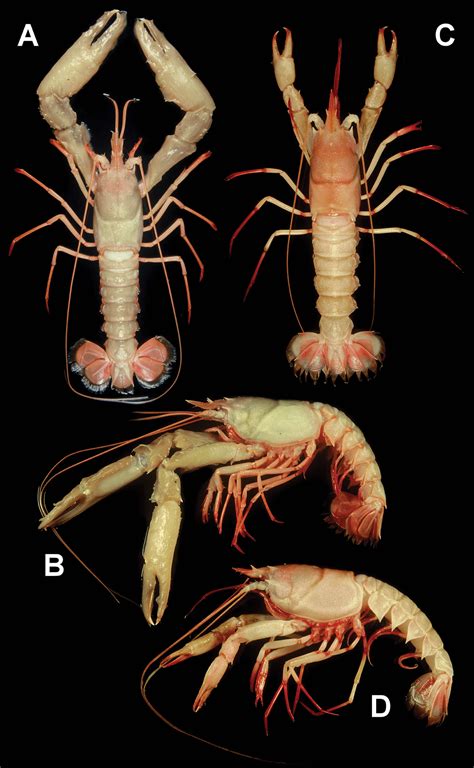 Deep Sea Clawed Lobster Nephropsis Stewarti Wood Mason 1872 Species