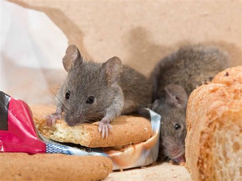 The House Mouse Locations Human Dependence And Diet Saga