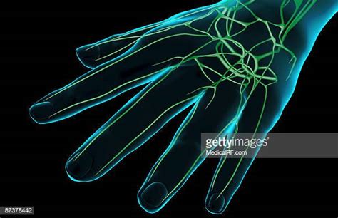 Finger Lymph Vessels Photos And Premium High Res Pictures Getty Images