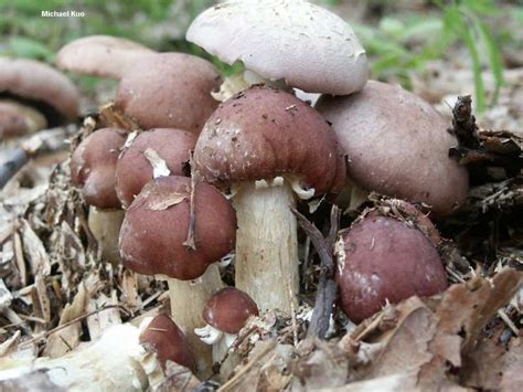 17 Best Images About Propagation And Care Of Wine Cap Mushroomss On