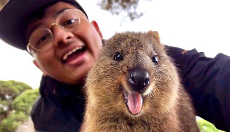 The Cutest Animals In Western Australia Besides Koalas And Kangaroos