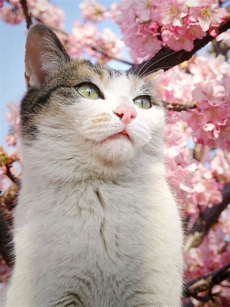 You Can View All The Sakura Cats Photos By Clicking The Tag Sakura