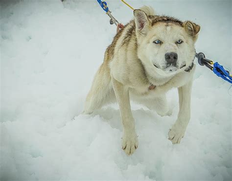 Hd Wallpaper Sled Dogs Alaska Dog Sled Sledding Snow Pulling